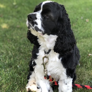 Fundraising Page: Debbie Avellino